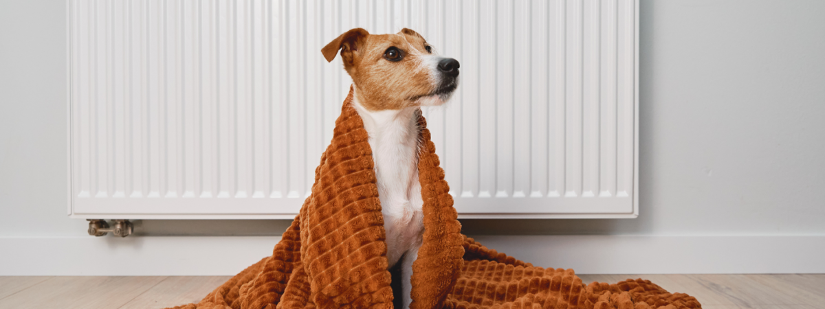 Small dog wrapped in an orange blanket sitting in front of a white radiator, symbolizing warmth and energy efficiency in heating systems for a cozy home environment.